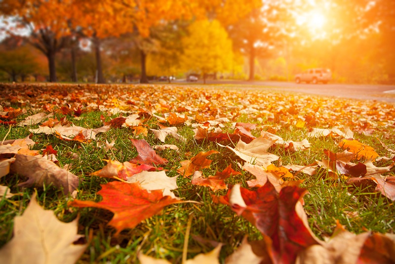 Tips To Make Thanksgiving Entertaining a Breeze 